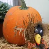 Pumpkinland at Thies Farm & Greenhouses photo
