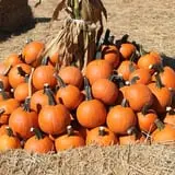 Pumpkinland at Thies Farm & Greenhouses photo
