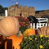 Pumpkinland at Thies Farm & Greenhouses photo