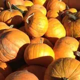 Pumpkinland at Thies Farm & Greenhouses photo