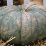 Pumpkinland at Thies Farm & Greenhouses photo