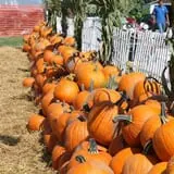 Pumpkinland at Thies Farm & Greenhouses photo