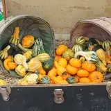 Pumpkinland at Thies Farm & Greenhouses photo
