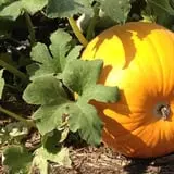 Pumpkinland at Thies Farm & Greenhouses photo