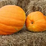 Pumpkinland at Thies Farm & Greenhouses photo