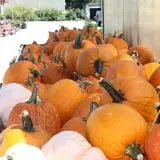 Pumpkinland at Thies Farm & Greenhouses photo