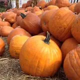 Pumpkinland at Thies Farm & Greenhouses photo