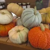 Pumpkinland at Thies Farm & Greenhouses photo