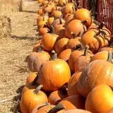 Pumpkinland at Thies Farm & Greenhouses photo