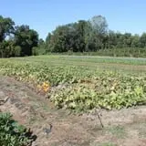 Pumpkinland at Thies Farm & Greenhouses photo