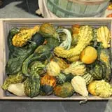 Pumpkinland at Thies Farm & Greenhouses photo