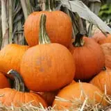 Pumpkinland at Thies Farm & Greenhouses photo