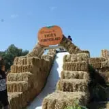 Pumpkinland at Thies Farm & Greenhouses photo