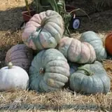 Pumpkinland at Thies Farm & Greenhouses photo