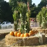 Pumpkinland at Thies Farm & Greenhouses photo