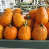 Pumpkinland at Thies Farm & Greenhouses photo