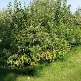 Homestead Orchard photo