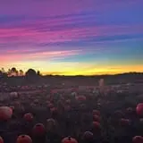 Tim's Pumpkin Patch photo