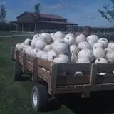 Tim's Pumpkin Patch photo