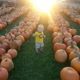 Tim's Pumpkin Patch photo