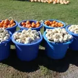 Tim's Pumpkin Patch photo