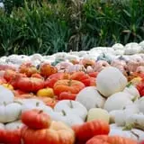 Tim's Pumpkin Patch photo