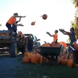 Tim's Pumpkin Patch photo
