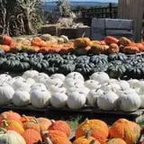 Tim's Pumpkin Patch photo