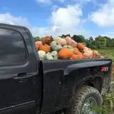 Tim's Pumpkin Patch photo