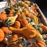 Tim's Pumpkin Patch photo