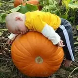 Tim's Pumpkin Patch photo