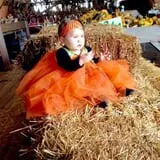 Tim's Pumpkin Patch photo