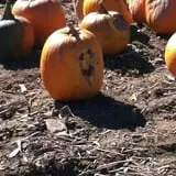 Tim's Pumpkin Patch photo