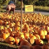 Tim's Pumpkin Patch photo