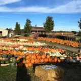 Tim's Pumpkin Patch photo