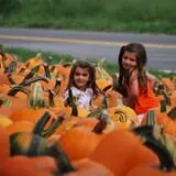 Tim's Pumpkin Patch photo