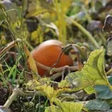 Tim's Pumpkin Patch photo