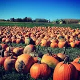 Tim's Pumpkin Patch photo