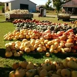 Tim's Pumpkin Patch photo