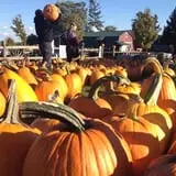 Tim's Pumpkin Patch photo