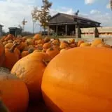 Tim's Pumpkin Patch photo