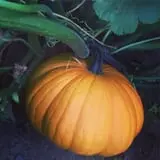 Tim's Pumpkin Patch photo