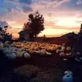 Tim's Pumpkin Patch photo