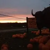 Tim's Pumpkin Patch photo