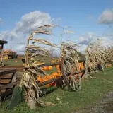 Tim's Pumpkin Patch photo