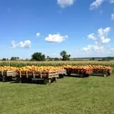 Tim's Pumpkin Patch photo