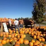 Tim's Pumpkin Patch photo