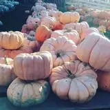 Tim's Pumpkin Patch photo