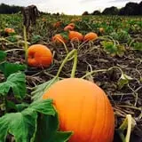 Tim's Pumpkin Patch photo