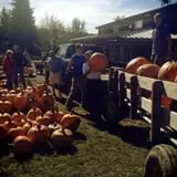 Tim's Pumpkin Patch photo